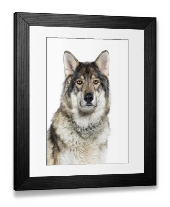 Framed Print : Head shot of a Timber Shepherd a kind of wolf dog very similar to a wolf
