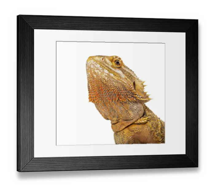 Framed Print : Bearded Dragon, Pogona vitticeps