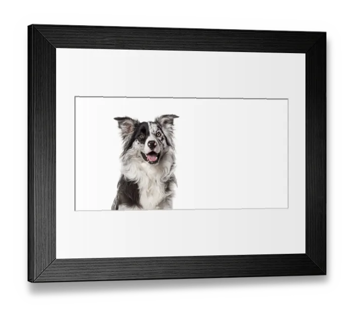 Framed Print : Head shot of a Attentive border collie dog sitting