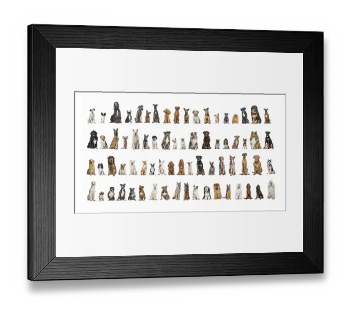 Framed Print : Collage of many different dog breeds sitting facing at the camera against a neutral background