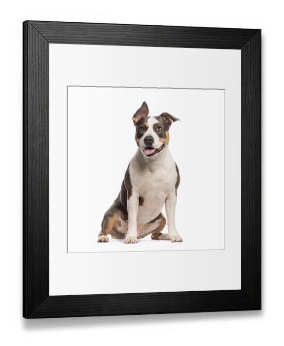 Framed Print : American staffordshire terrier sitting on a white background Framed Print : American staffordshire terrier sitting on a white background
