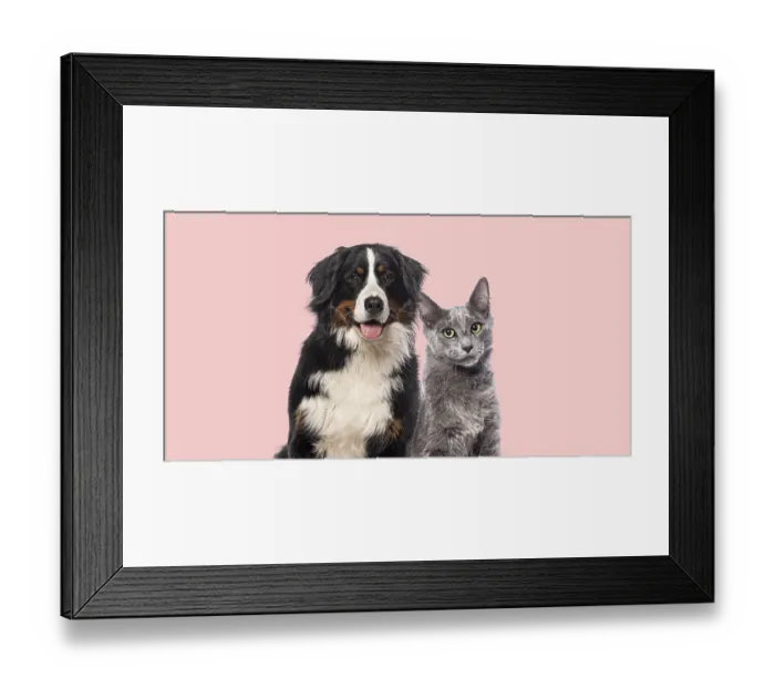 Framed Print : Head shot of Happy Bernese mountain dog and grey Nebelung cat together