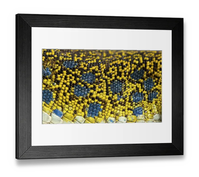 Framed Print : Close up view of an ocellated lizard skin showing the arrangement of its scales