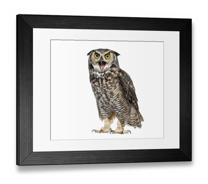 Framed Print : Expressive and looking angry Great horned owl bird