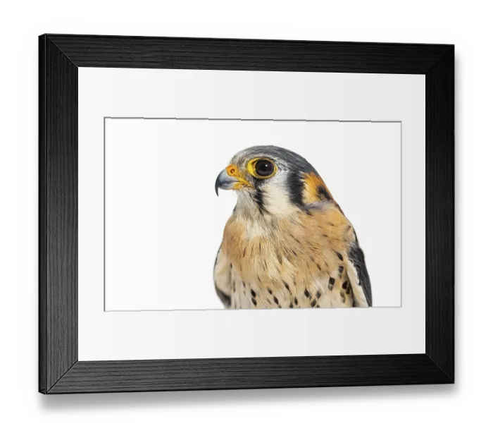 Framed Print : Head shot Side view of an American Kestrel Framed Print : Head shot Side view of an American Kestrel