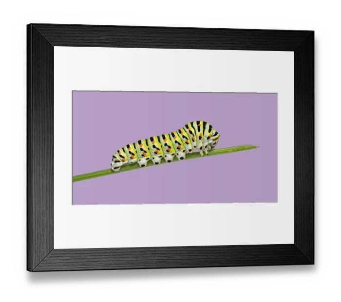 Framed Print : Colorful Common yellow swallowtail Caterpillar crawling on a blade of vegetable grass on a purple background