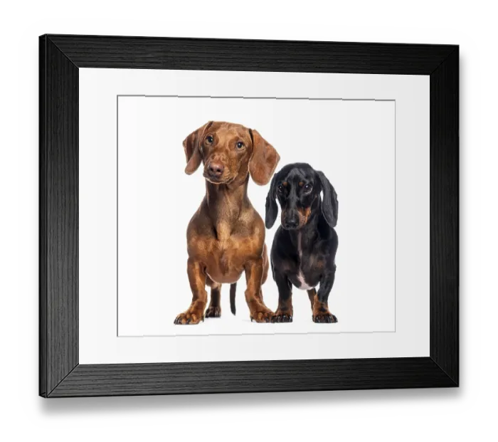 Framed Print : Brown and black dachshunds standing together on a white background Framed Print : Brown and black dachshunds standing together on a white background