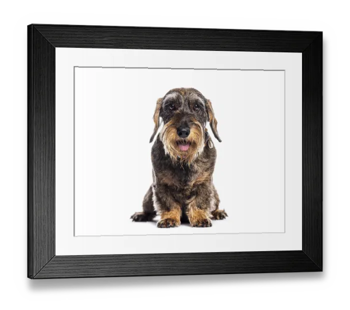 Framed Print : Adorable panting wire haired dachshund sitting and looking at the camera Framed Print : Adorable panting wire haired dachshund sitting and looking at the camera