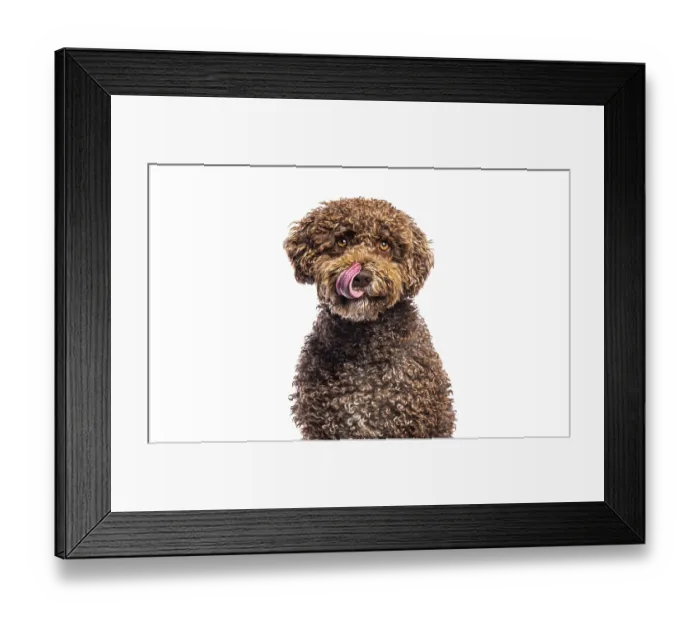 Framed Print : Spanish water dog licking its nose while sitting on white background