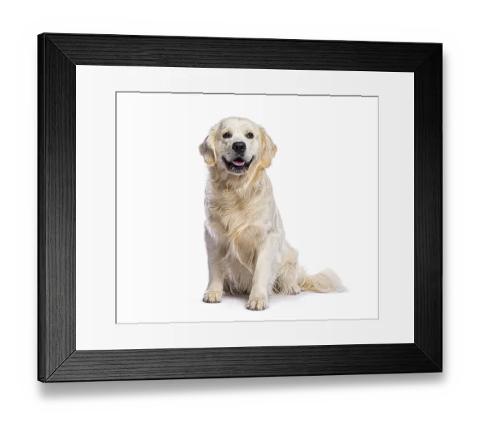Framed Print : Golden retriever sitting and panting