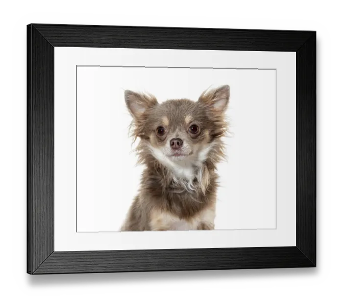 Framed Print : Cute long haired chihuahua dog posing for a portrait on a seamless white background