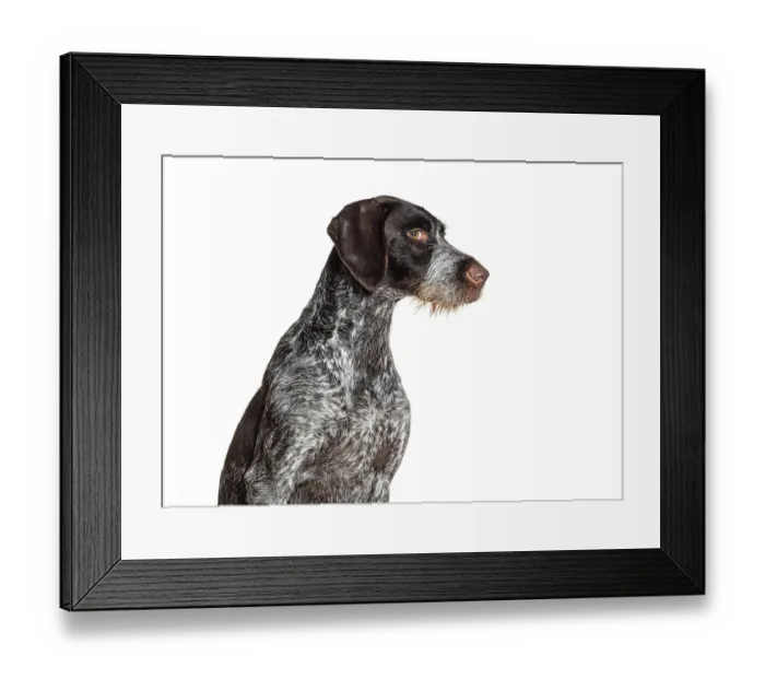 Framed Print : German shorthaired pointer dog leering at the camera