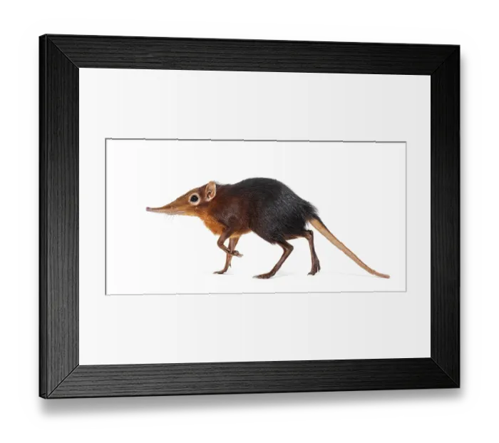 Framed Print : Black and rufous elephant shrew Framed Print : Black and rufous elephant shrew