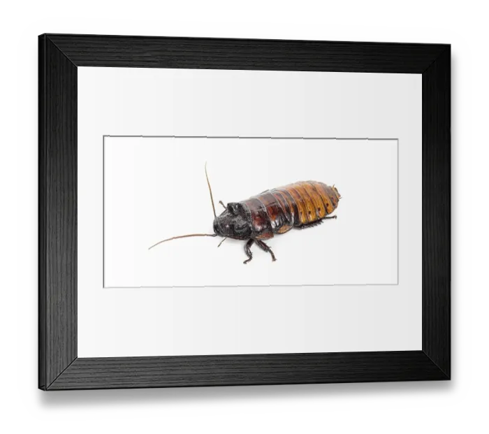 Framed Print : Madagascar hissing cockroach, Gromphadorhina portentosa