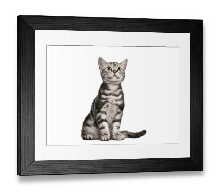 Framed Print : British shorthair kitten sitting and looking up with curiosity on a white background