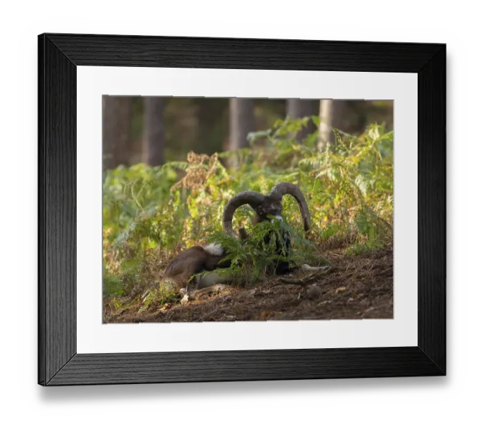 Framed Print : A mouflon resting in the forest