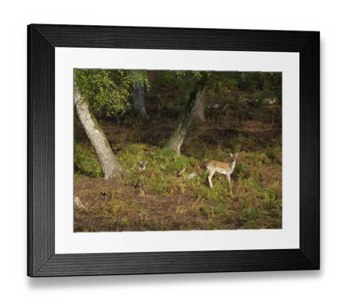 Framed Print : Fallow deer in the forest, North Rhine-Westphalia