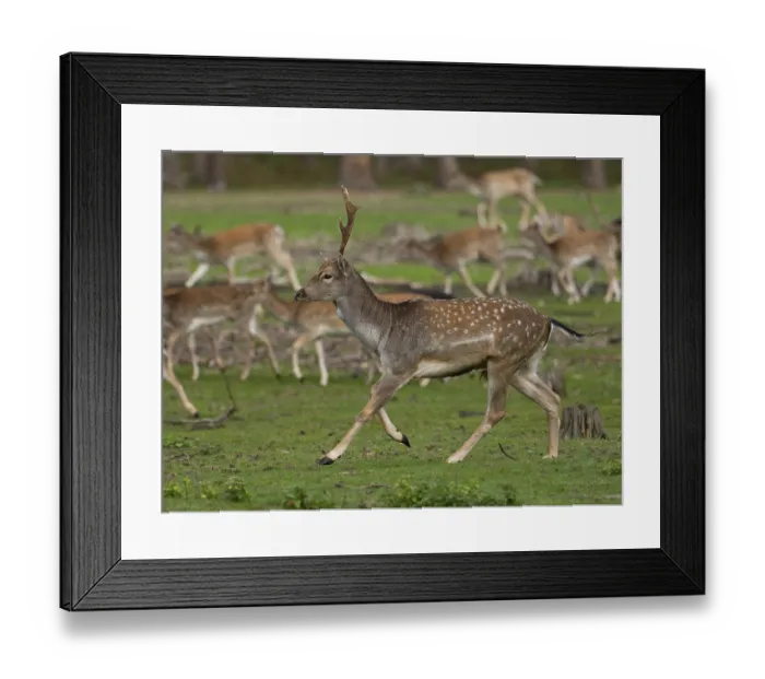 Framed Print : Young fallow deer running, North Rhine-Westphalia