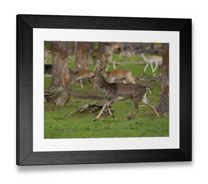 Framed Print : Young fallow deer running, North Rhine-Westphalia