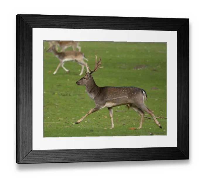 Framed Print : Young fallow deer running, North Rhine-Westphalia