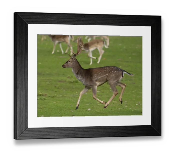 Framed Print : Young fallow deer running, North Rhine-Westphalia
