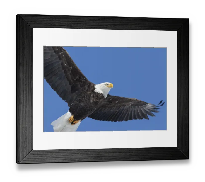 Framed Print : ibxphe10192076.jpg