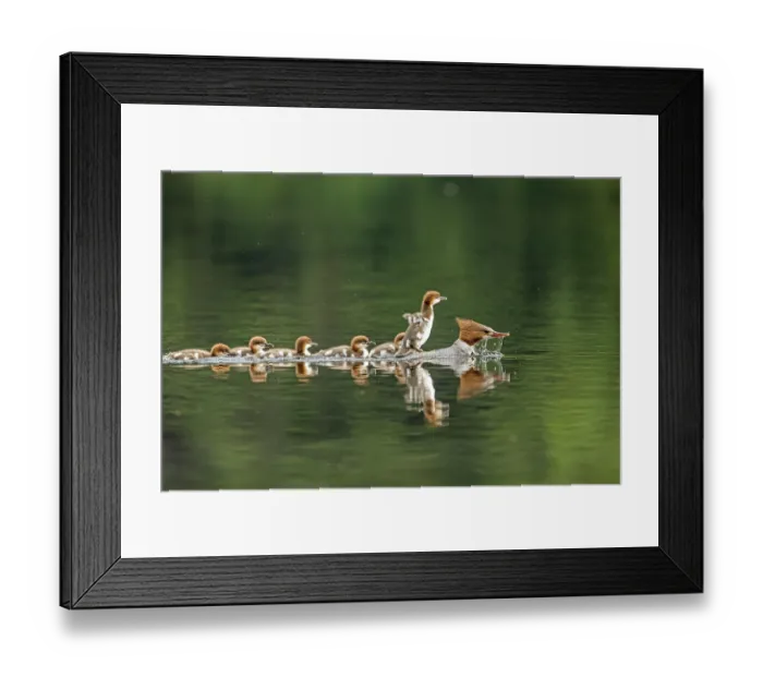Framed Print : ibxphe10409970.jpg