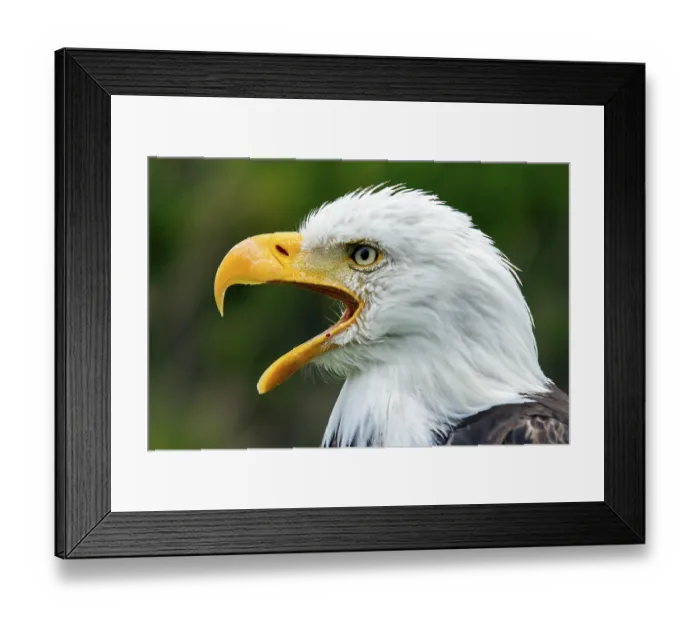 Framed Print : ibxphe14297493.jpg