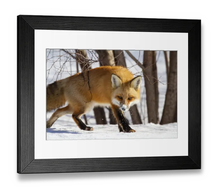 Framed Print : ibxphe14553552.jpg Framed Print : ibxphe14553552.jpg
