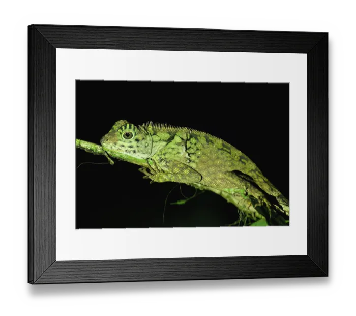 Framed Print : Borneo anglehead lizard (Gonocephalus bornensis) on a branch at night