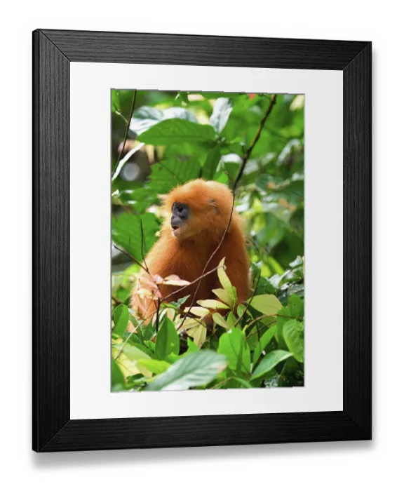 Framed Print : Red leaf monkey (Presbytis rubicunda) in a tree