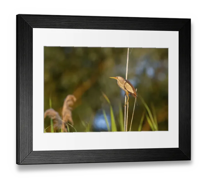Framed Print : Little bittern (Ixobrychus minutus) Framed Print : Little bittern (Ixobrychus minutus)