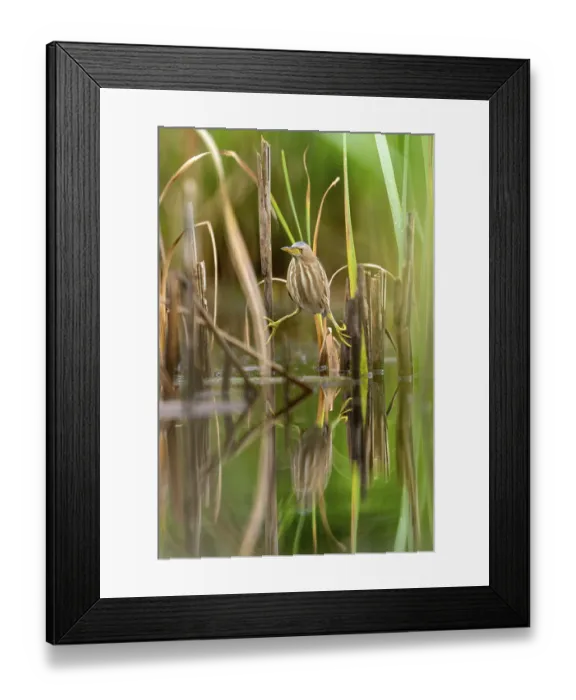 Framed Print : Little Bittern (Ixobrychus minutus) Framed Print : Little Bittern (Ixobrychus minutus)