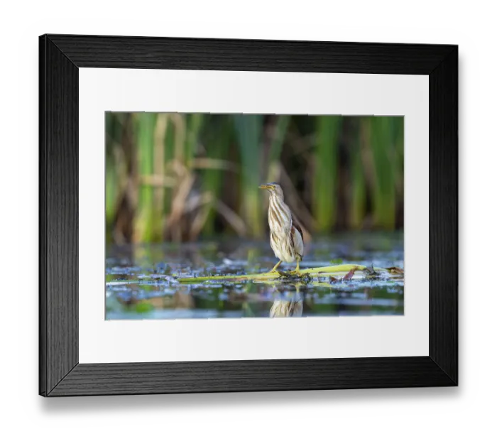 Framed Print : Little Bittern (Ixobrychus minutus)