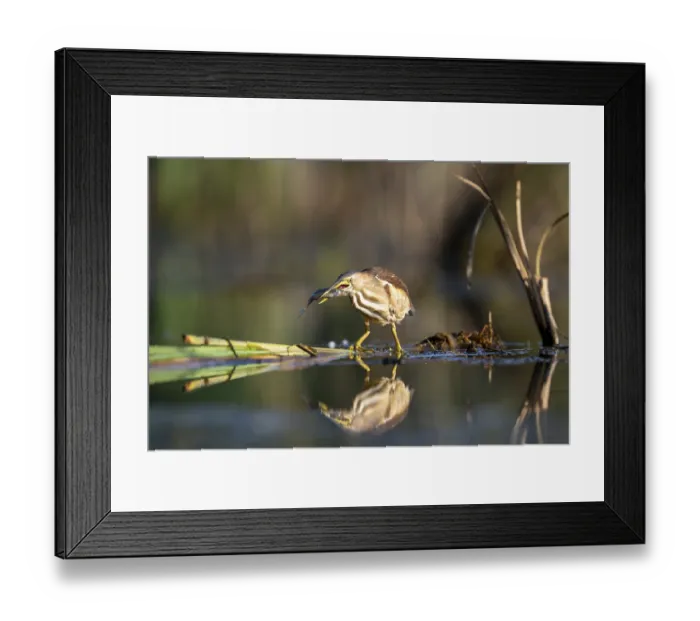 Framed Print : Little Bittern (Ixobrychus minutus)