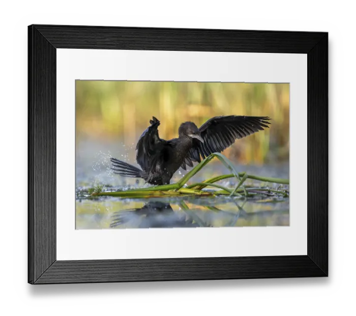 Framed Print : Pygmy Cormorant (Phalacrocorax pygmeus) Framed Print : Pygmy Cormorant (Phalacrocorax pygmeus)
