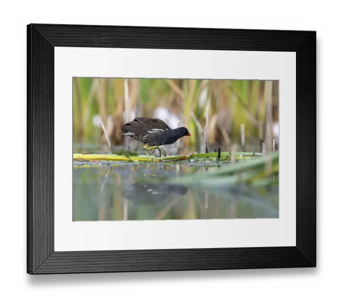 Framed Print : Pond grouse (Gallinula chloropus) Framed Print : Pond grouse (Gallinula chloropus)