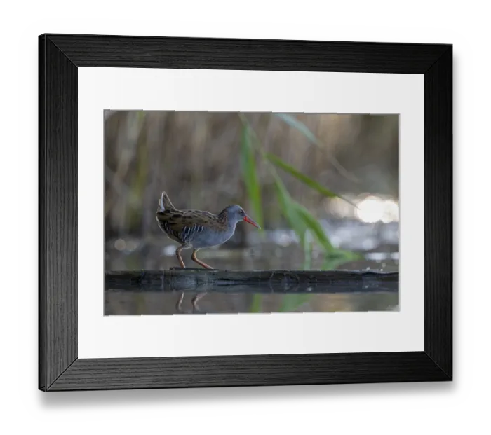 Framed Print : Water rail (Rallus aquaticus), on tree trunk in water
