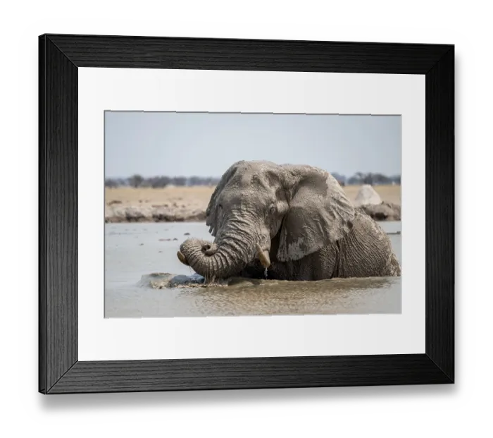 Framed Print : African elephant (Loxodonta africana) swimming in waterhole Framed Print : African elephant (Loxodonta africana) swimming in waterhole