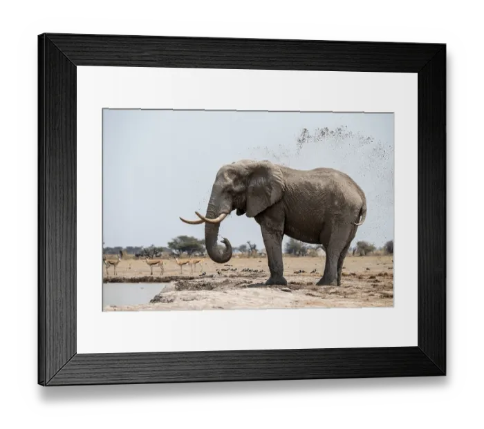 Framed Print : Mud bath, animal behavior, African elephant (Loxodonta africana)