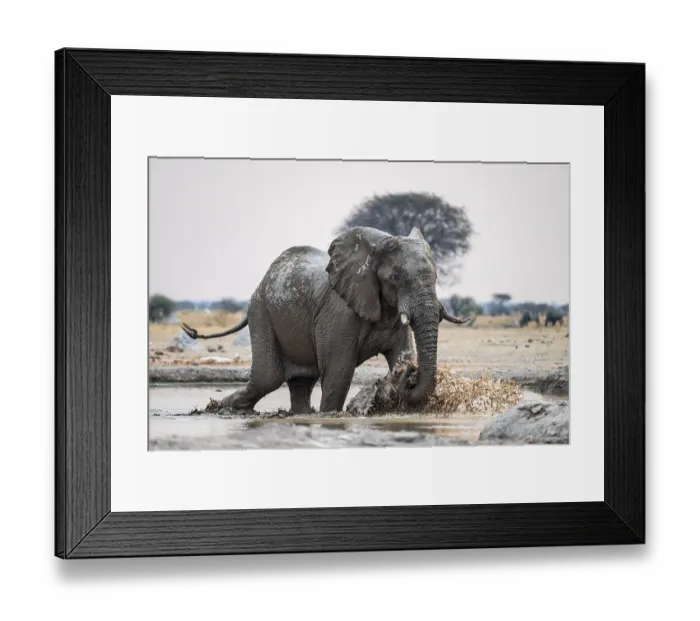 Framed Print : African elephant (Loxodonta africana) running through water at the waterhole
