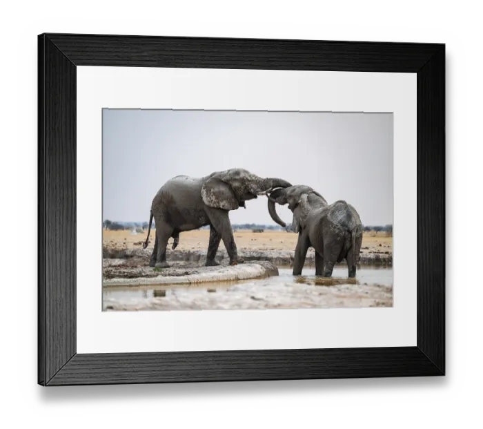 Framed Print : Two males fighting, African elephant (Loxodonta africana) Framed Print : Two males fighting, African elephant (Loxodonta africana)