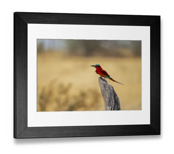 Framed Print : Southern carmine bee-eater (Merops nubicoides)