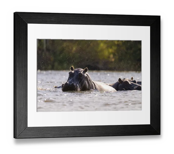 Framed Print : Hippopotamus (Hippopatamus amphibius) in water Framed Print : Hippopotamus (Hippopatamus amphibius) in water