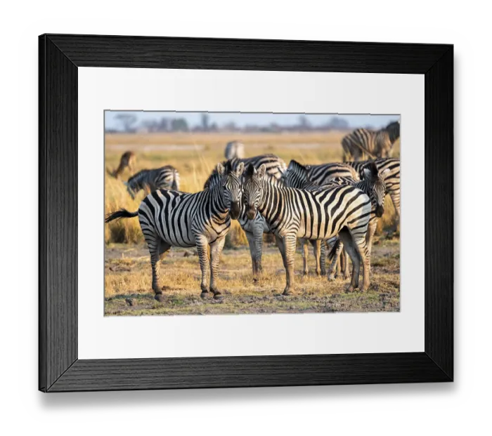 Framed Print : Two steppe zebras (Equus quagga)
