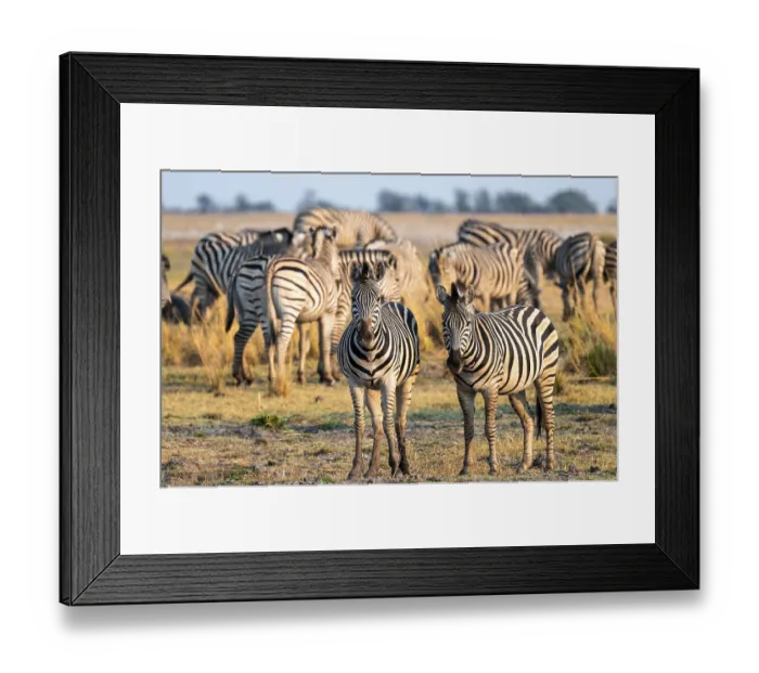 Framed Print : Herd of Steppe Zebras (Equus quagga)