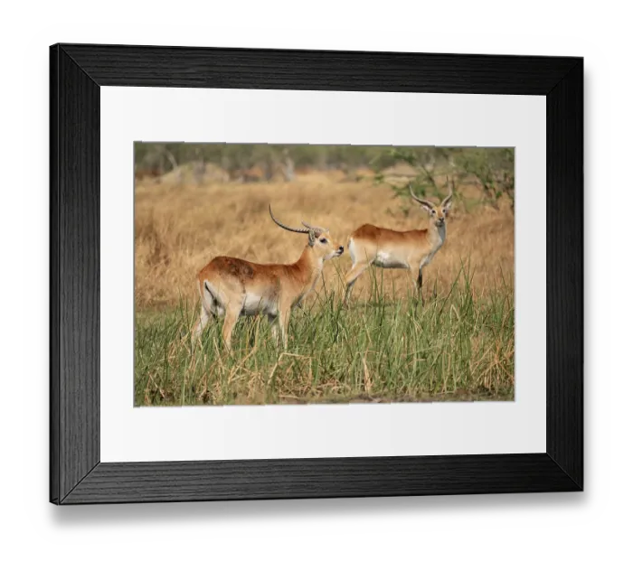 Framed Print : Letschwe or litchi bog antelope (Kobus leche) Framed Print : Letschwe or litchi bog antelope (Kobus leche)