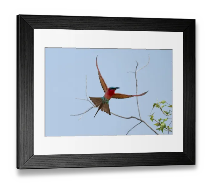 Framed Print : Southern carmine bee-eater (Merops nubicoides)