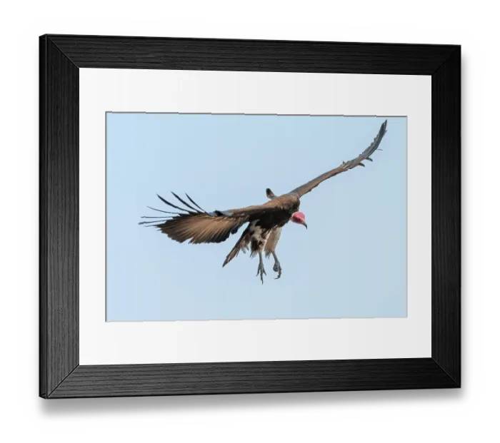 Framed Print : Hooded Vulture (Necrosyrtes monachus) in flight Framed Print : Hooded Vulture (Necrosyrtes monachus) in flight