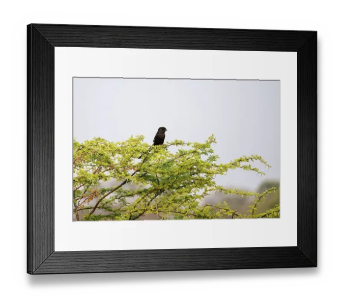 Framed Print : Magpie Shrike (Lanius melanoleucus)